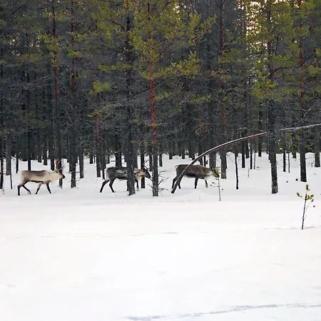 Lapland Landscape Xxl With Nature View, Sauna, Fireplace & Kitchen, Sodankylae, Luosto, Fell Village